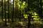 Avon forest.jpg